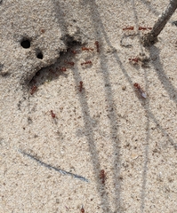 Pogonomyrmex comanche