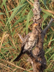 Microcarbo africanus africanus