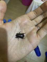 Pentodontini