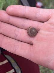 Oreohelix