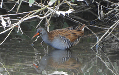 Rallus aquaticus