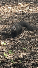 Sciurus carolinensis