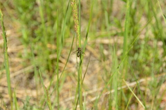 Metasyrphus