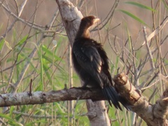 Microcarbo africanus africanus