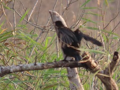 Microcarbo africanus africanus