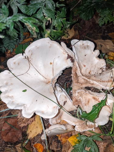 Didžioji meškabudė nuotrauka