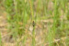 Metasyrphus