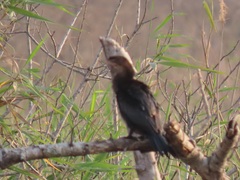 Microcarbo africanus africanus