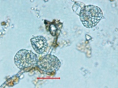 Riccia huebeneriana