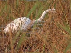 Ardea alba melanorhynchos