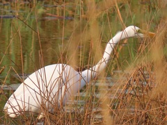 Ardea alba melanorhynchos