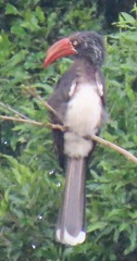 Lophoceros alboterminatus