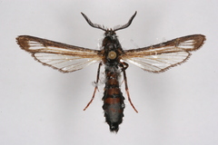 Pennisetia eucheripennis