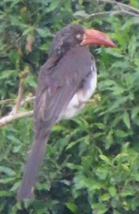 Lophoceros alboterminatus