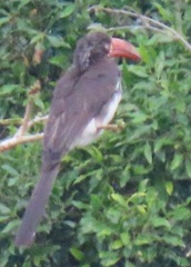 Lophoceros alboterminatus