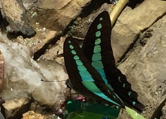 Graphium sarpedon luctatius