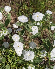 Euploca convolvulacea