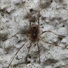 Odiellus spinosus