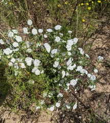 Euploca convolvulacea