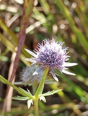 Eryngium integrifolium