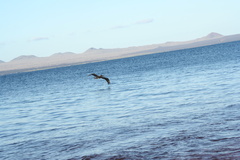 Pelecanus occidentalis urinator