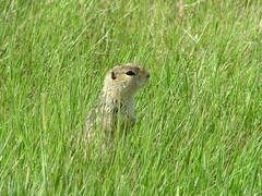 Urocitellus richardsonii