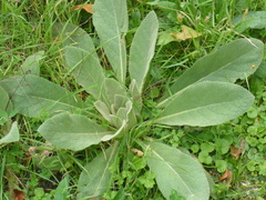 Verbascum