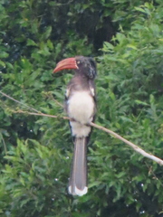 Lophoceros alboterminatus