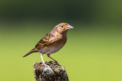 Ammodramus savannarum