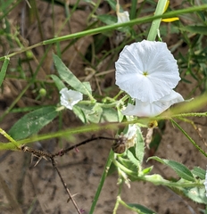 Euploca convolvulacea