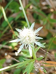 Eryngium integrifolium