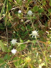 Eryngium integrifolium