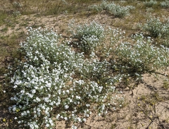 Euploca convolvulacea