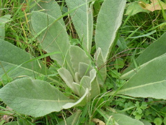 Verbascum