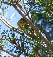 Peucedramus taeniatus