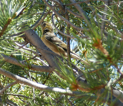 Peucedramus taeniatus