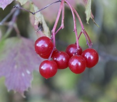 Viburnum opulus