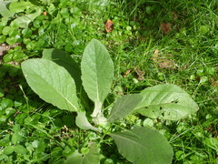 Verbascum
