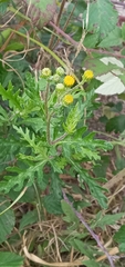 Senecio vulgaris