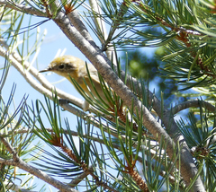 Peucedramus taeniatus