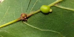 Kokkocynips