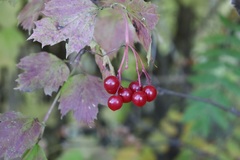 Viburnum opulus