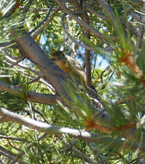 Peucedramus taeniatus