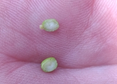 Kokkocynips