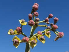Euphorbia dregeana