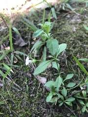 Mecardonia acuminata