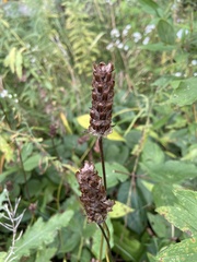 Agastache foeniculum