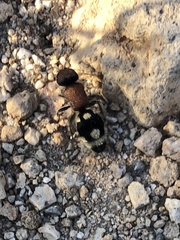 Ronisia brutia