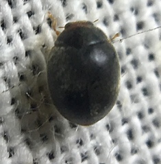 Scymnus auritus