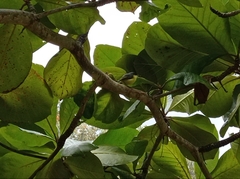 Todirostrum cinereum